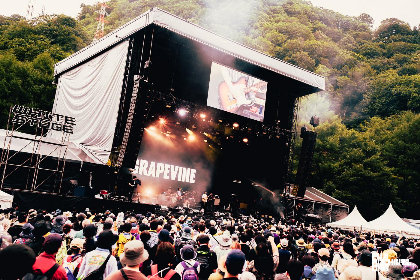 GRAPEVINE