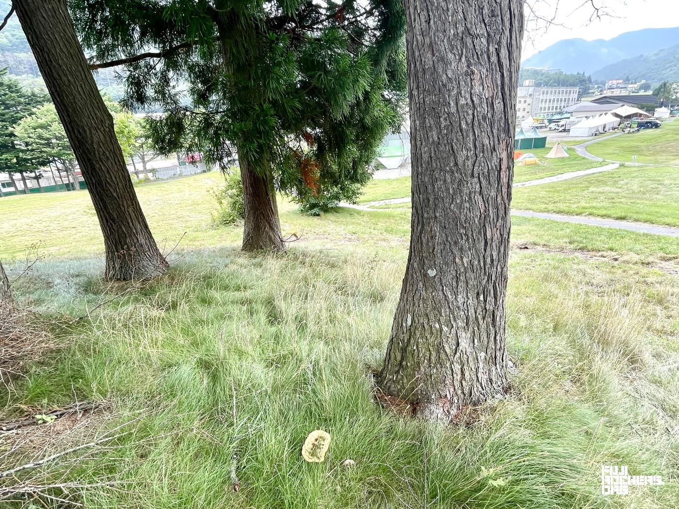 多分、キノコ