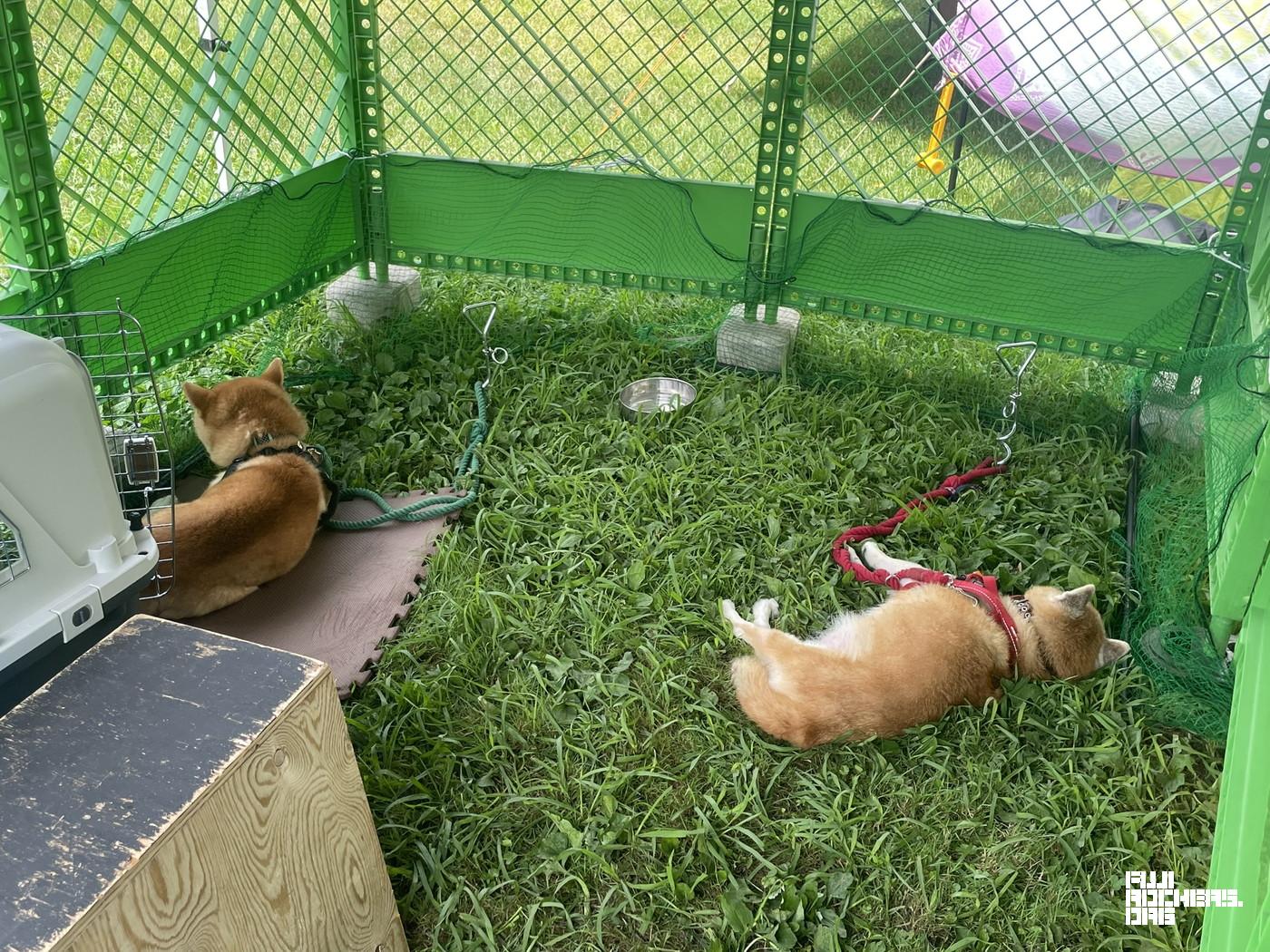どん吉パークでくつろく日高さんの愛犬たち