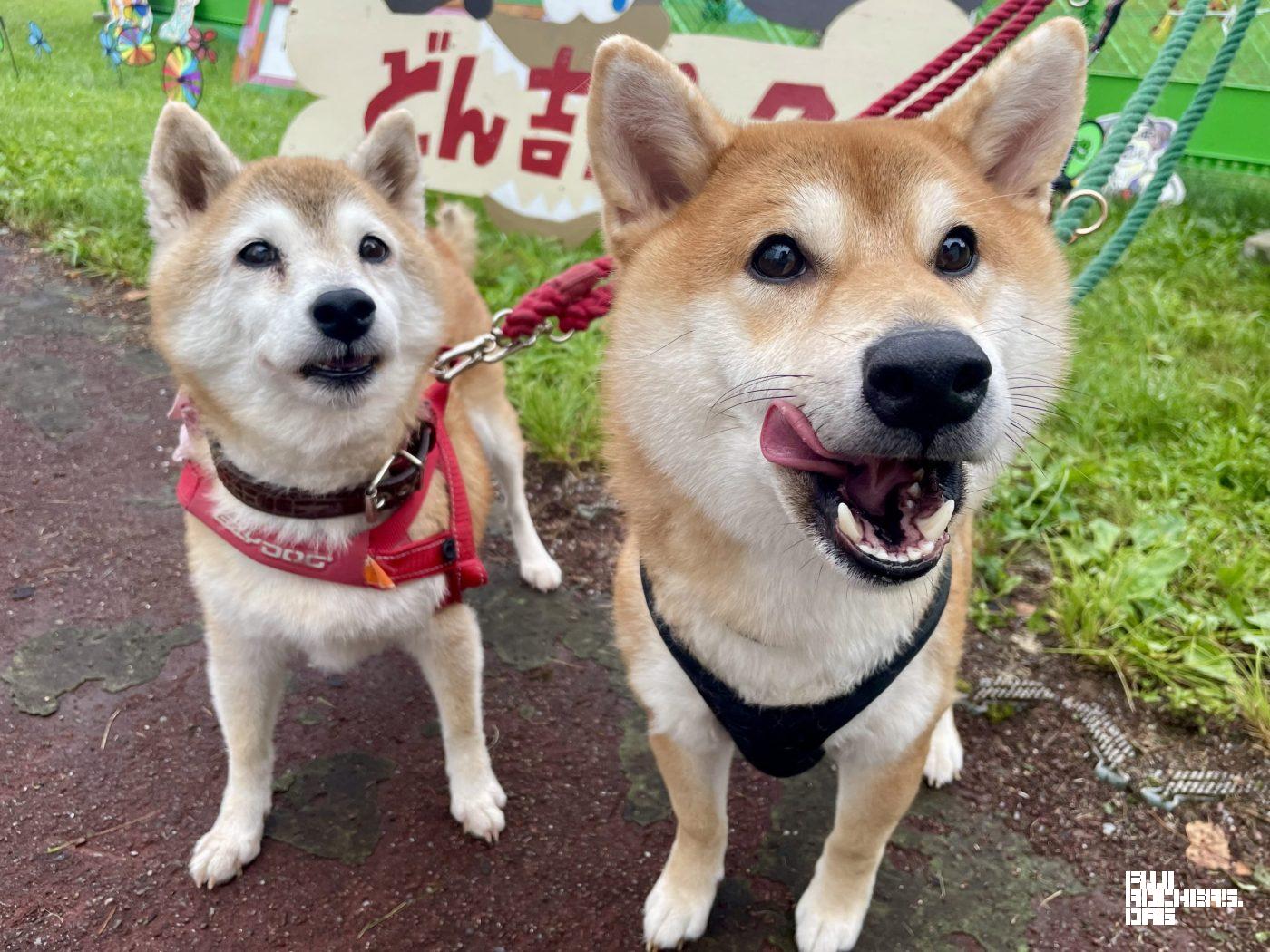 どん吉＆ななちゃん（先代のお嫁さん）のツーショット！