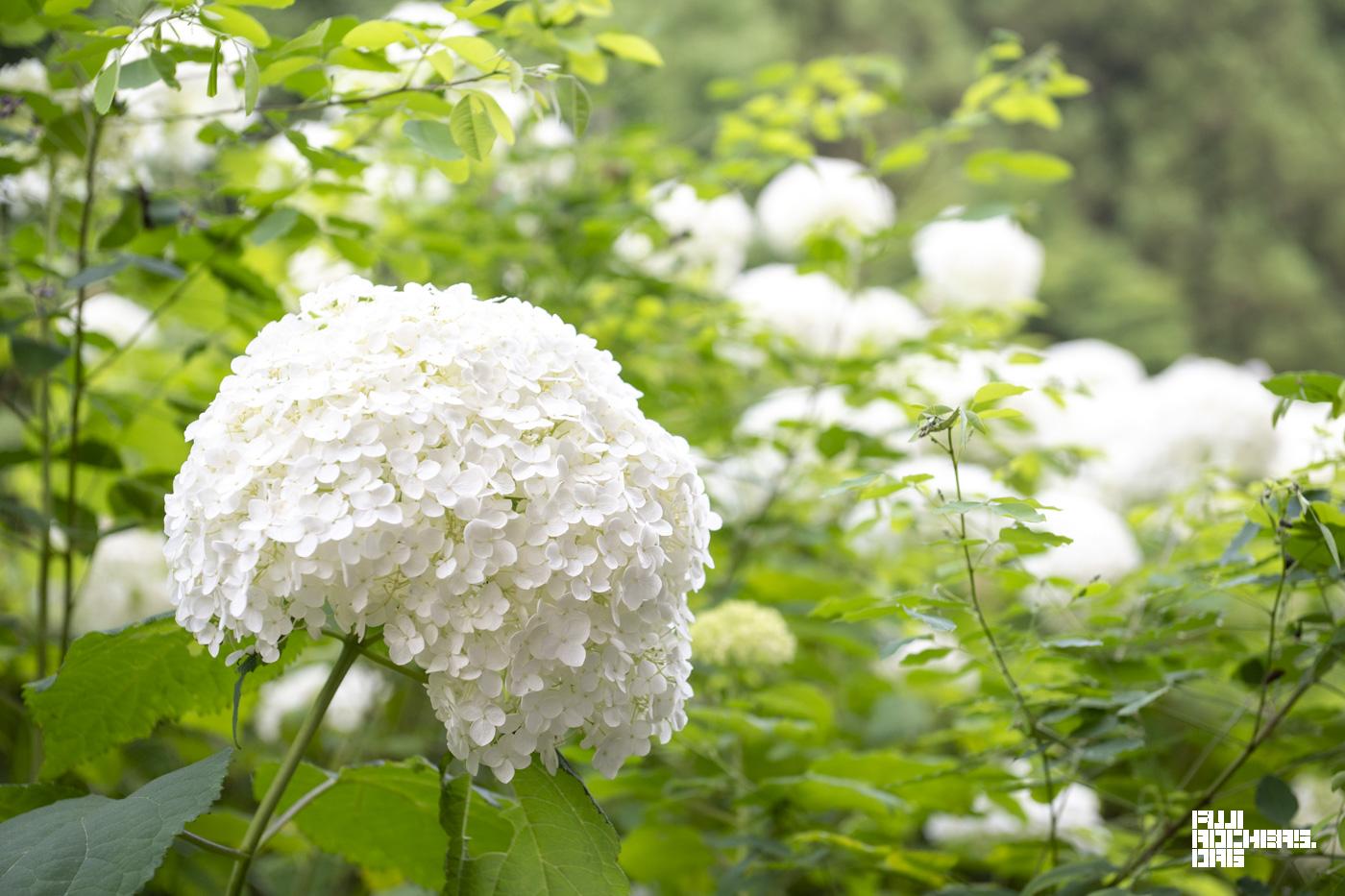 紫陽花がきれい