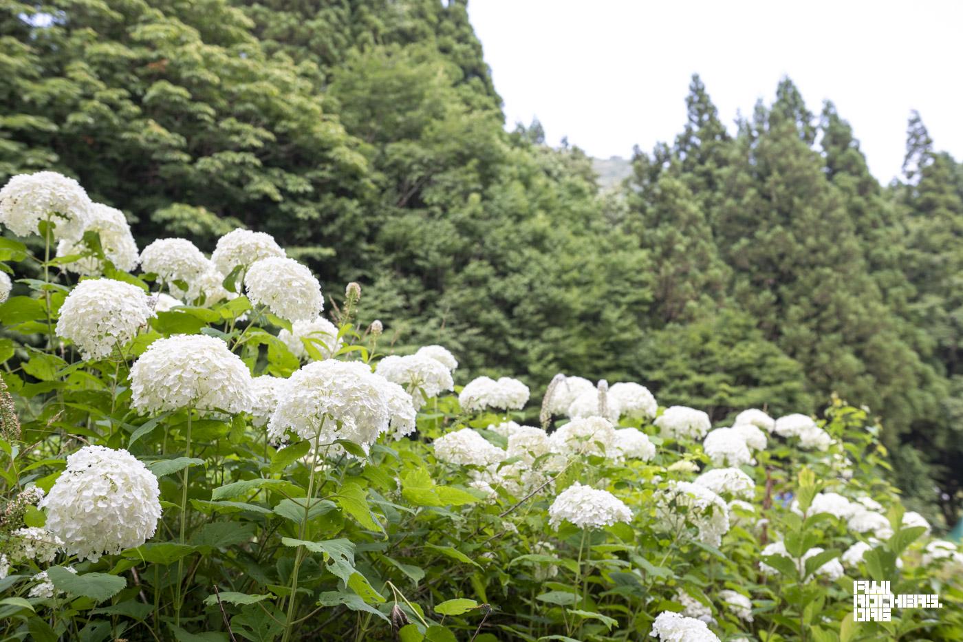 紫陽花がきれい